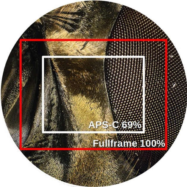 Mikroskopaufsatz Adapter FOV Bildfeldgröße mit unterschiedlichen Sensoren