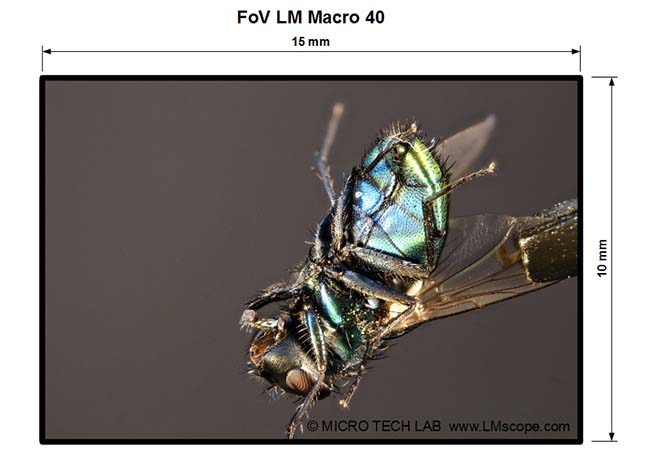 Image field size at maximum zoom setting of 58 mm with the LM macro 40 mm close-up lens