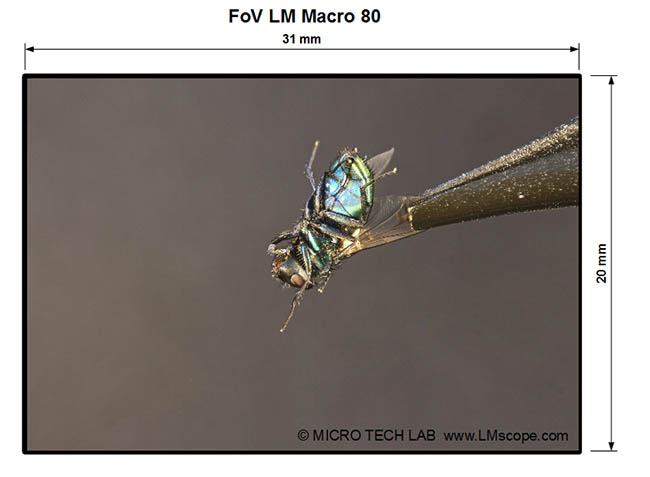 Image field size at maximum zoom setting of 58 mm with the LM macro 80 mm close-up lens