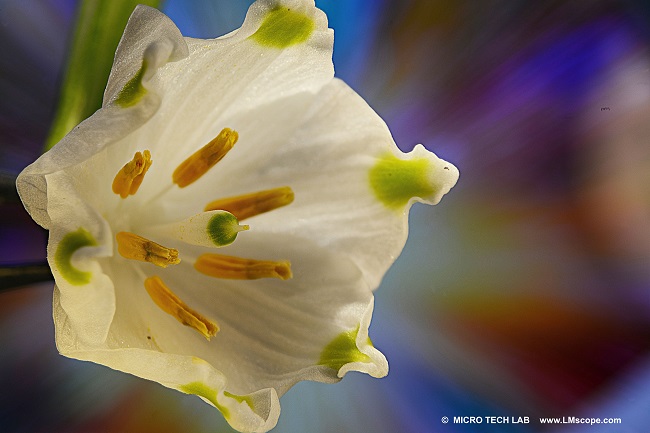 Photo de démonstration du microscope stéréo Motic, belle fleur de n½ud de printemps