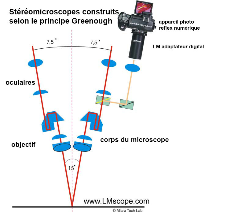 stereomicroscope construits selon le principe Greenough