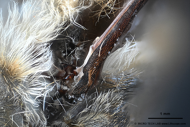 Demo photo horsefly under the microscope, photographed with Nikon Z6III, LM photo microscope, FOV 5.5mm field of view microscope adapter