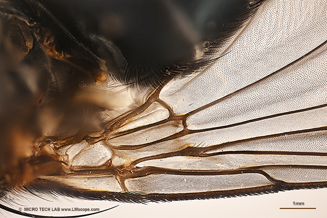 Insektenfl�gel mit der Canon EOS R5 II