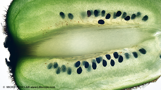 Demofoto:Kiwischeibe, bersichtsaufnahme mit LM Makroskop und Nikon D610, Stackshot, Helicon Software, Bildstapel aus 20 Einzelbildern