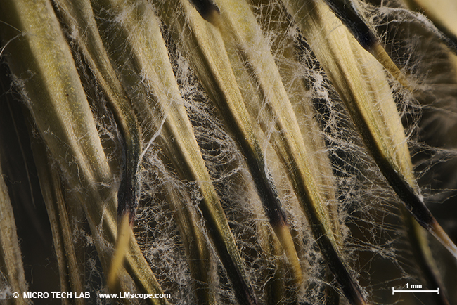 flower head covered, microscopy, floral microscopy, macroflowers