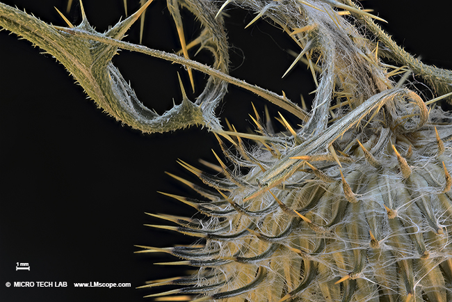 burdock flower macroscopy image 