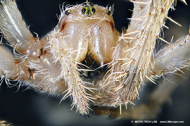 fotografie d insectes avec macroscope LM 24x et Canon EOS 5D IV