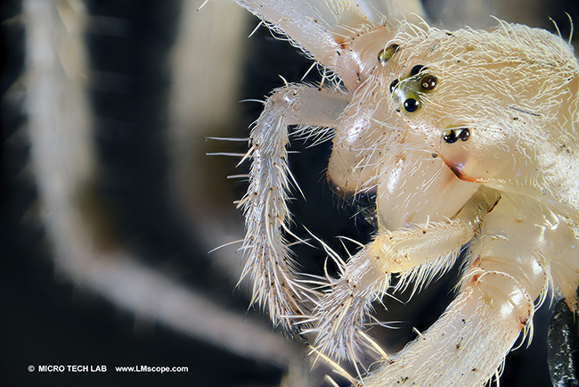 Makroskop 24x Spinnenfotografie Insektologie