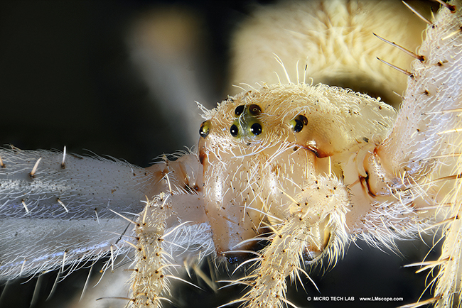Spinnenfotografie Araneus diadematus mit Canon Vollformat Kamera Makroskop LM