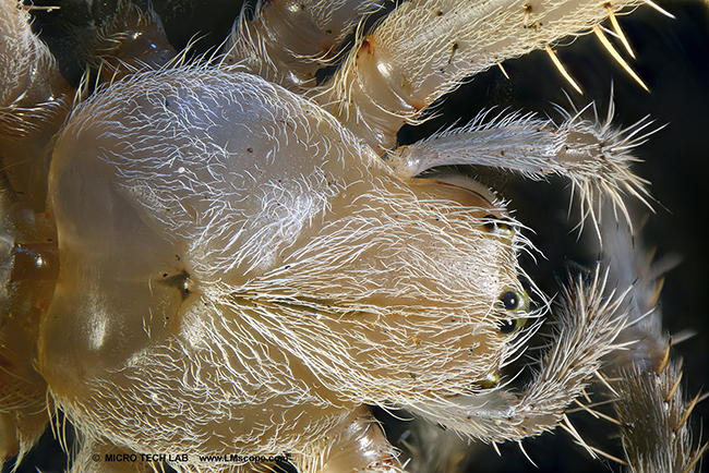 Spider head 15x magnification with LM macroscope 24x