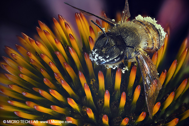 Microphotography bee with polen flower macroscopy focus stacking
