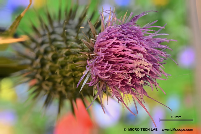 LM Makroskop 9x, Vollformatkamera, Naturfotografie, Distel