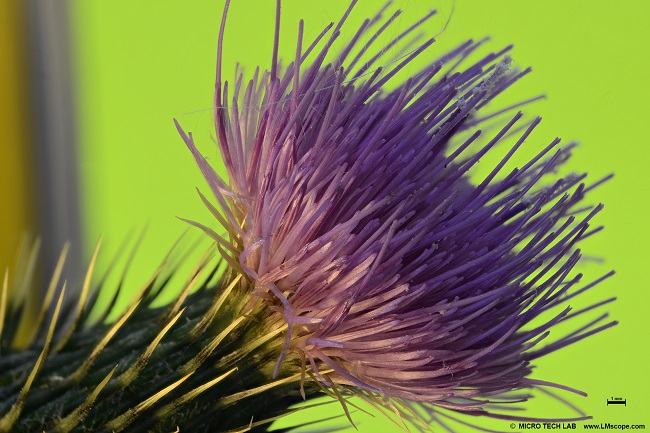 thistle photo with fullframe sensor DSLR macroscope