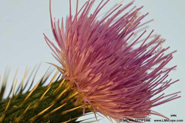 Naturfotografie Distel mit Vollformatkamera DSLR Mikroskopkamera