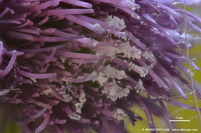 Naturfotografie Vollformatkamera DSLR Mikroskopkamera Blumenfoto