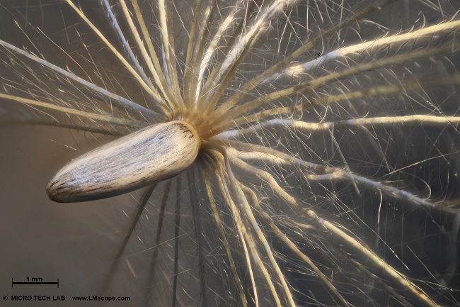 macro extreme thistle pappus