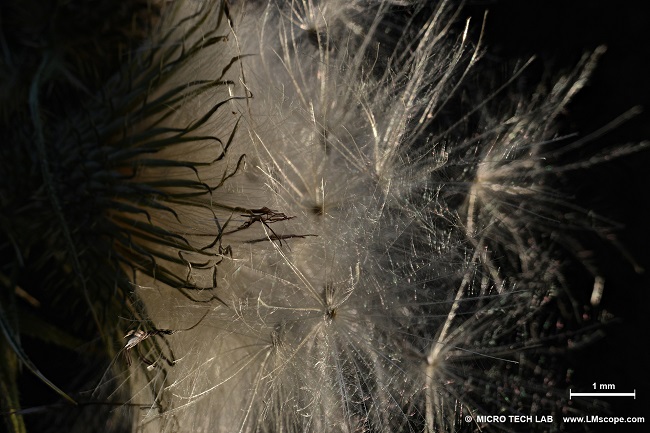 macro extreme fruit body thistle