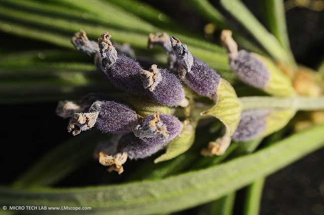 Optika SZM Sony Alpha Fokus Stacking Lavendel Blütenfoto Makro