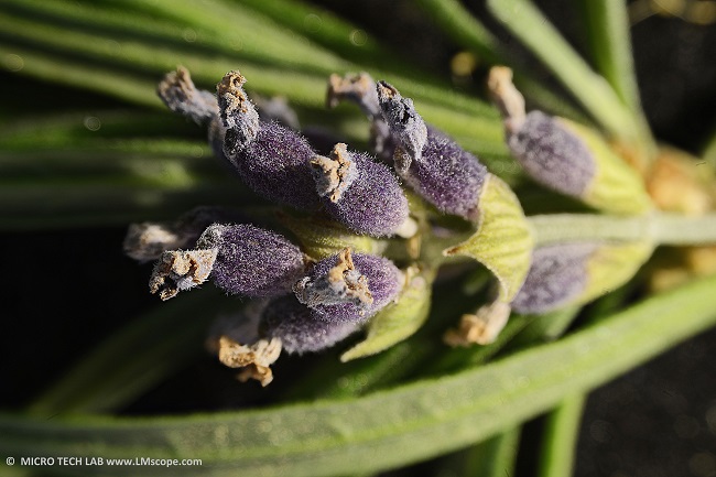 Optika SZM Sony Alpha Fokus Stacking Lavendel Bltenfoto Makro