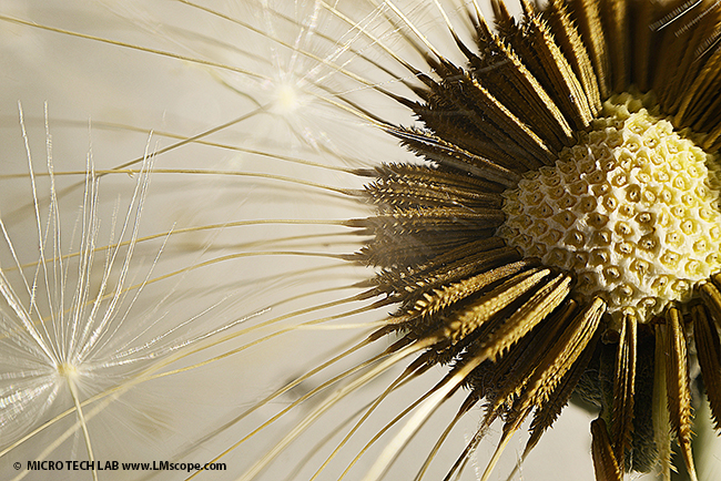 Demo photo focus stacking at the microscope flower seeds