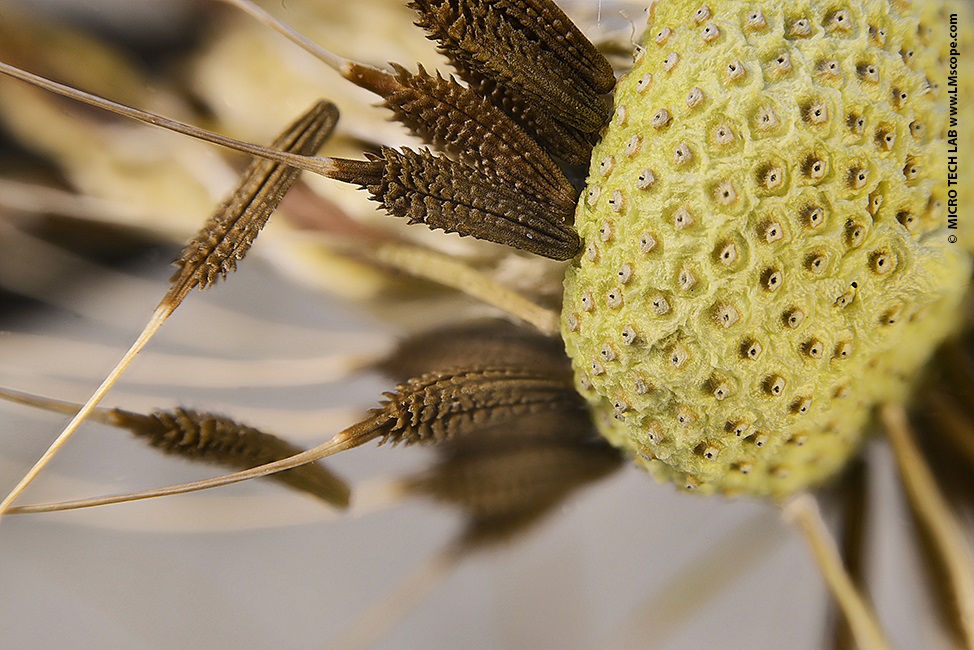 Makro Extrem Lwenzahnblte Makroksop mit Durchlichteinheit 