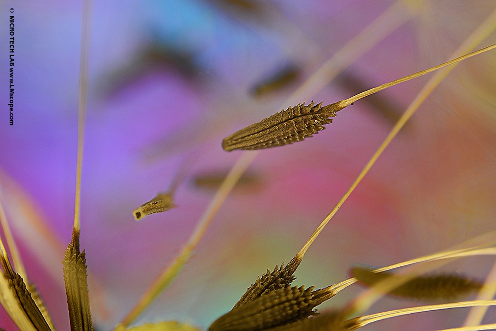 Polarization photo of flower seeds Transmitted light Reflected light Mixed light Macro photography