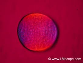 microscope photo red