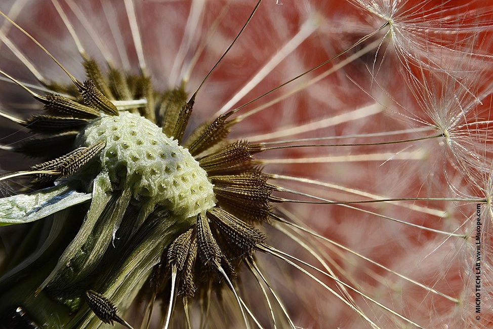 Dandelion missiles with background transmitted light mixed light reflected light focus stacking