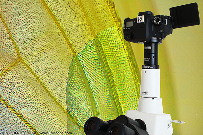 Canon DSLR mit Nikon V-TV Adapter auf Nikon Mikroskop
