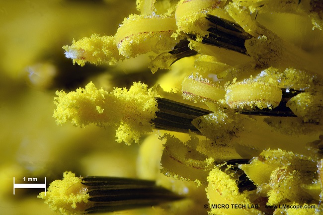 Sunflower photography LM macroscope DSLR