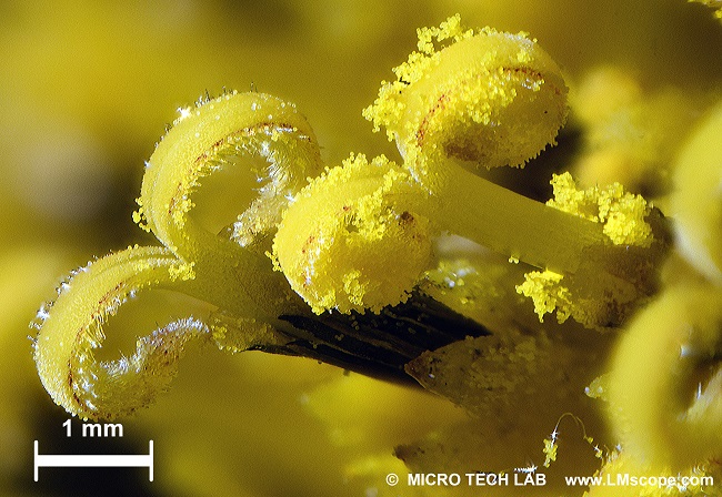 Blütenpollen Sonnenblume groß LM Makroskop