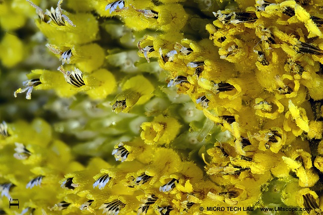 Sonnenblume in groer Vergrerung