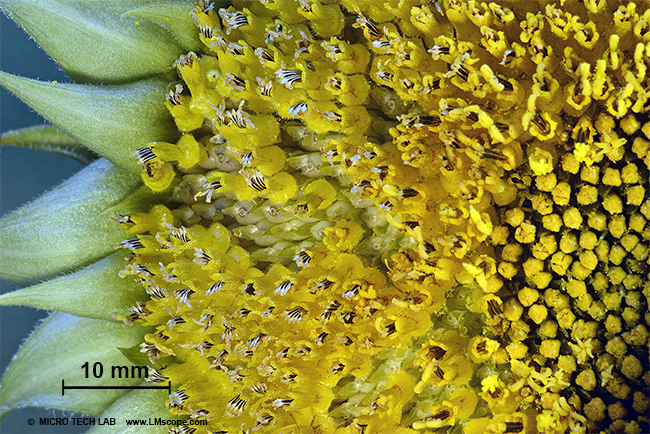 Helianthus annuus LM Makroskop Naturfotografie 