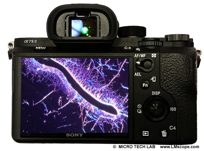 Sony ILCE 7S II big display microscope camera