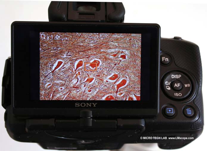 Magnification function display Sony Alpha 55 for microscopy