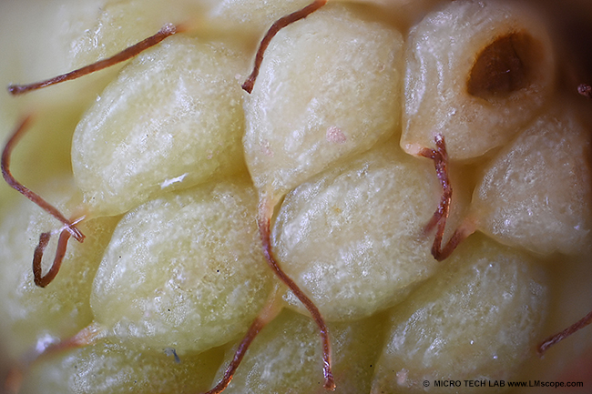 LM Adapterlösung Euromex Z-Serie Kameraadapter