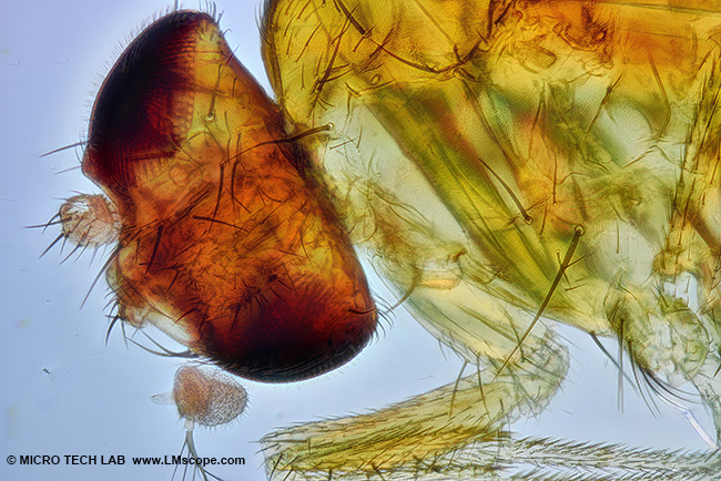 Sony Alpha with software microscopy: fruit fly under the microscope