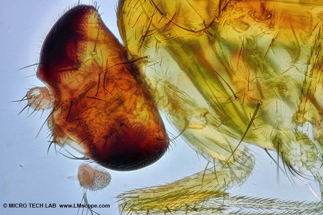 una mosca de la fruta bajo el microscopio