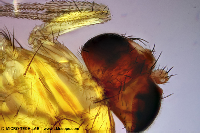 fruit fly nature photography microscopy