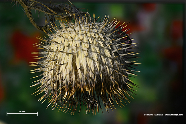 Burdock flower