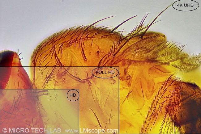 microscope camera 4K vs Full HD, advantages Ultra HD