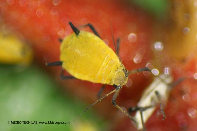 Blattlaus mit Nikon SMZ745T und Canon EOS 650D