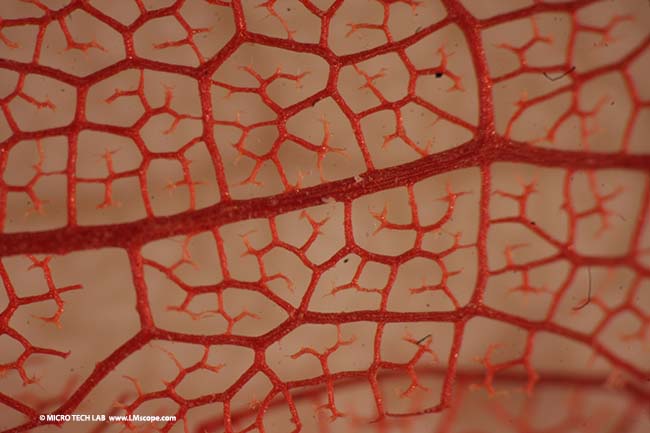 Childrens microscope demo image Leaf veins