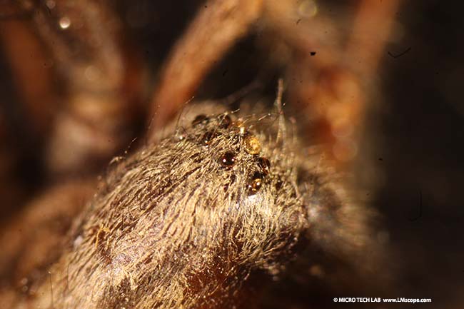 nature photography with entry-level microscope