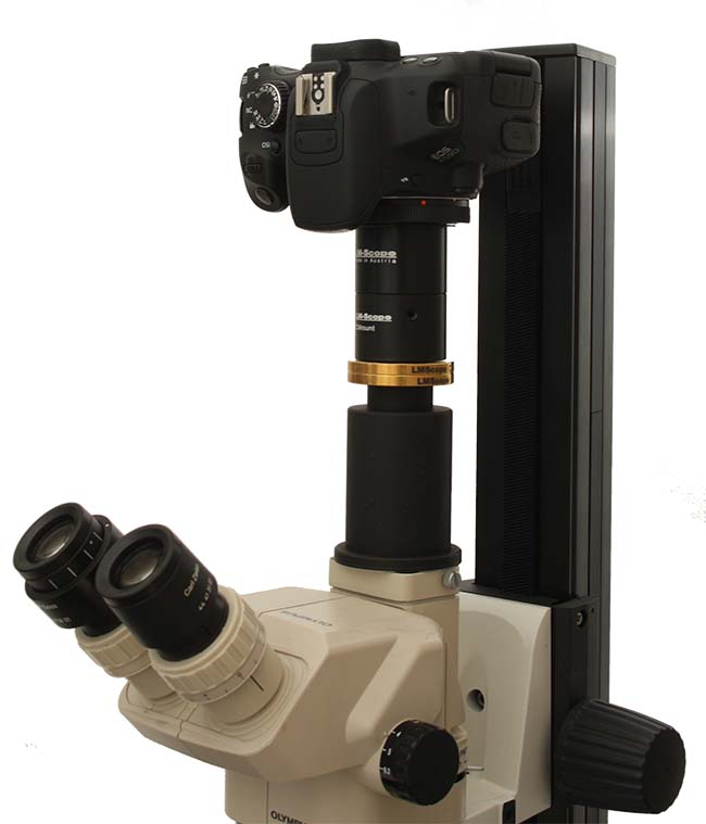 Olympus SZ60 mit Canon EOS 650D und LM digital Weitfeld Adapter