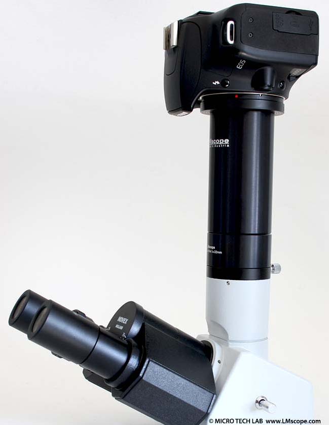 adapting a camera on the trinohead of a Euromex Novex B microscope