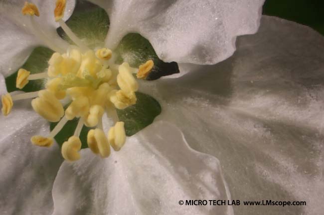 technique focus stacking pour microscopie avec Euromex stereoscope