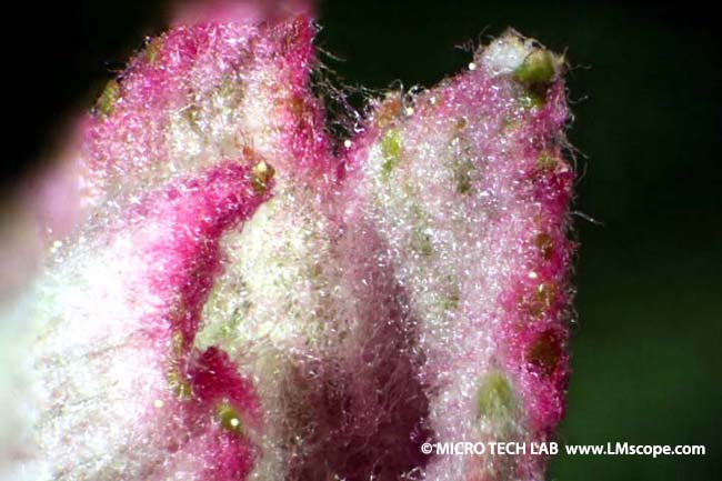 technique focus stacking pour microscopie avec Euromex stereoscope