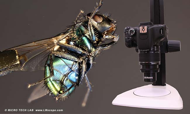 LM macro lens for macrophotography use