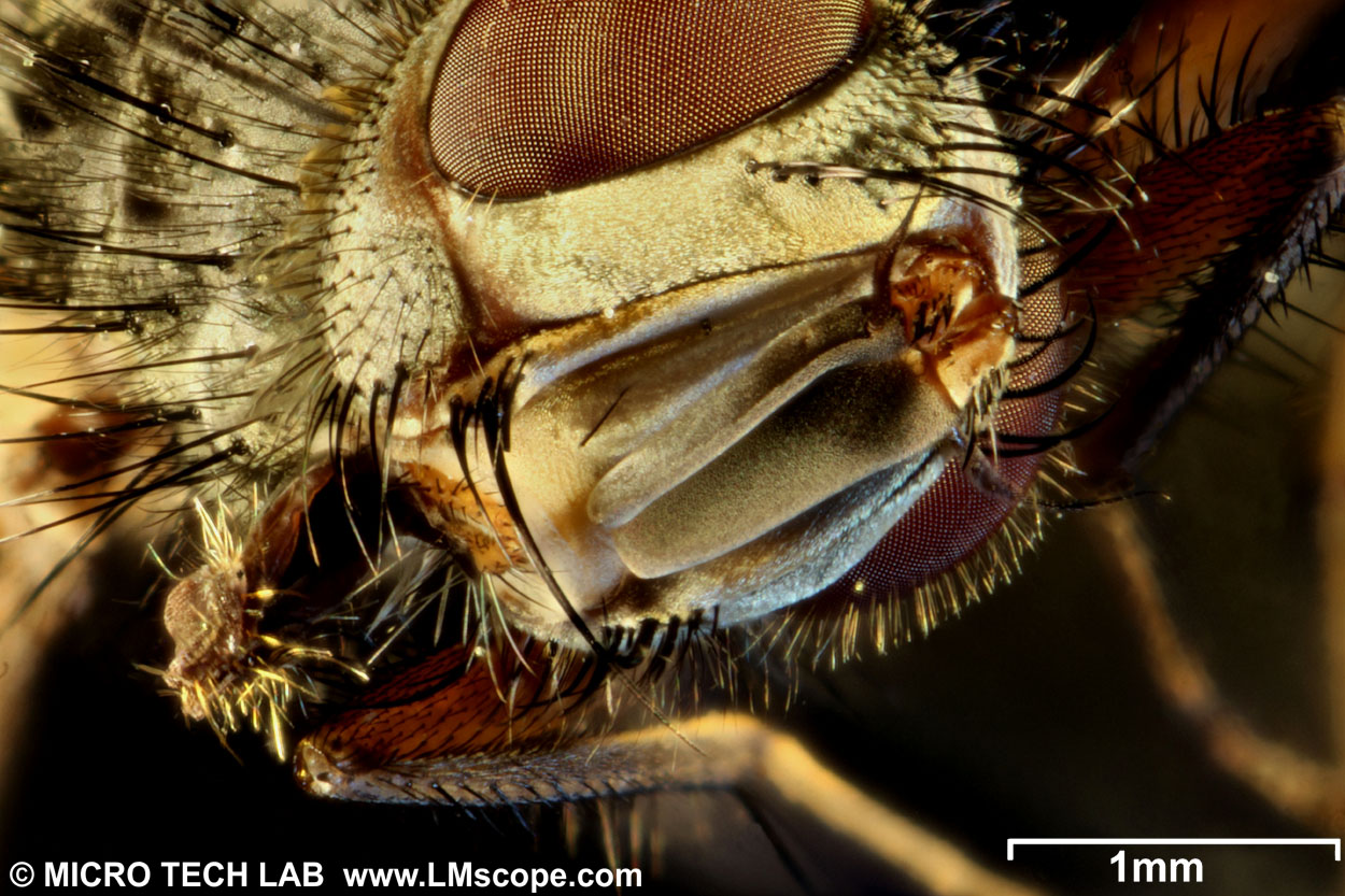 macrophotographie d'une mouche (Brachycera) / grossissement 32x